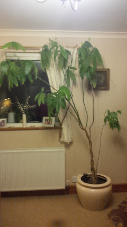 Umbrella tree too tall