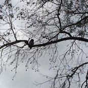 Foto von Ikhlas Salameh