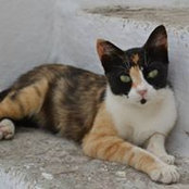 Foto von E-Simon Gundi