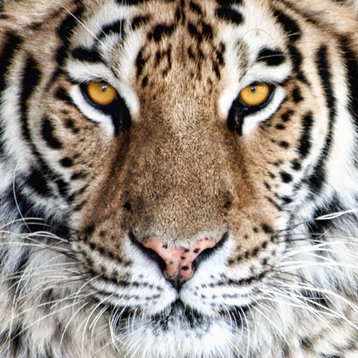 Fine Art Photograph, Bengal Tiger Eyes, Fine Art Paper Giclee