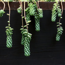 Succulents