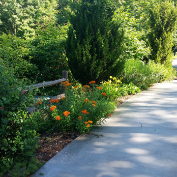 Butterfly Weed Along Drive