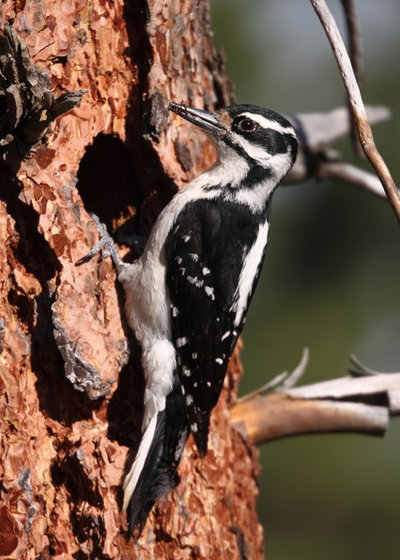 Female Hairy Woodpecker in front of nest (with spider in bill)