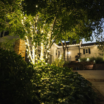 Wrapped Multi-Trunk Tree with Warm White Roofline