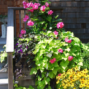 Climbing potted plants, potato vine, mandavilla