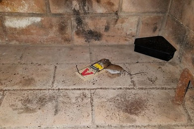 House Mice Treatment