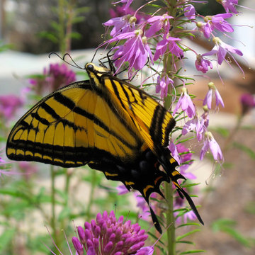 Two-tailed Swallowtail Butterfly attracted to native meadow