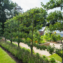 Carrés de potager