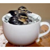 Andreea Covaci's photo