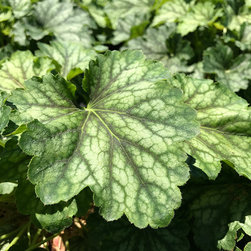 Current Featured Plants - Products