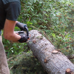 Hansen's Harbor Tree Service