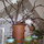 Sharon Pfarkel