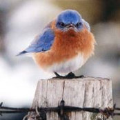 Deborah Fairchild's photo