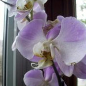 Photo de Micheline Caya