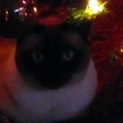Nancy Giuntini's photo
