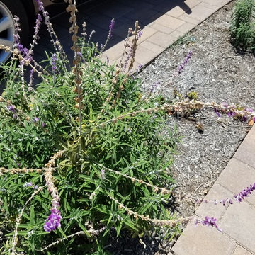 Irvine Front Yard