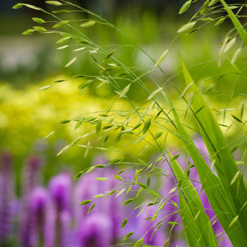 Landscape Design - Plant Combinations
