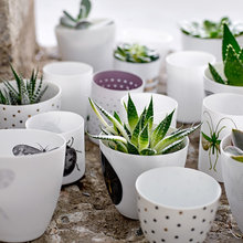 Plantes