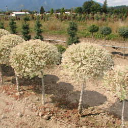 Topiaries - Plants