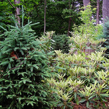 Landscape Ideas