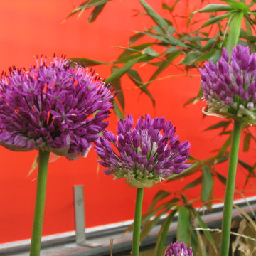 Alliums