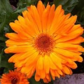 Amy Olson's photo