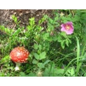 Photo de Heather Dingman