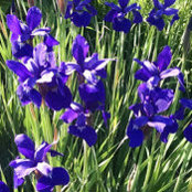 Kathy Ostermeier's photo