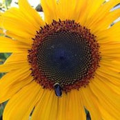 Doug Hornaday's photo