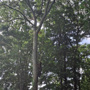 Tree Removal