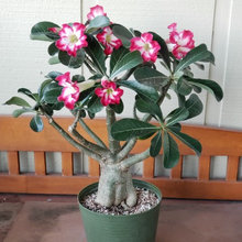 My Adenium Collection