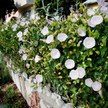 Glorious California Morning Glory