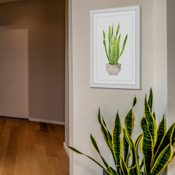 Snake Plant - Products