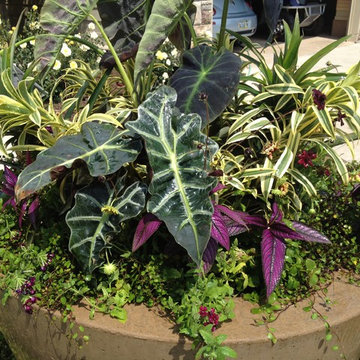 Summer Containers