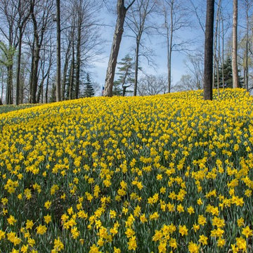 Spring's Fireworks - Bulb Plantings