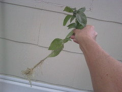 Basil cuttings 2wks in water no roots yet