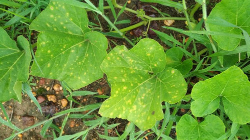 squash-disease