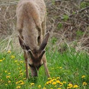 Sharon MacPherson's photo