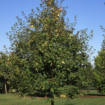 Rocky Mountain Glow Big Tooth Maple