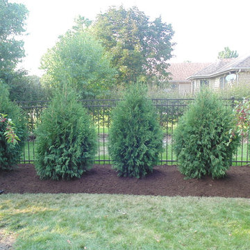 Downers Grove simple privacy hedge