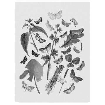Wild Apple Portfolio 'Butterfly Bouquet III Linen Bw III' Canvas Art