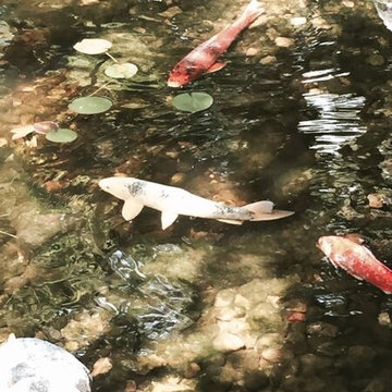 Koi Ponds