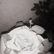 Arch R Abulaila's photo