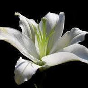 Donna Johnson's photo