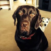 Diane Lindfield's photo