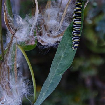 Habitat