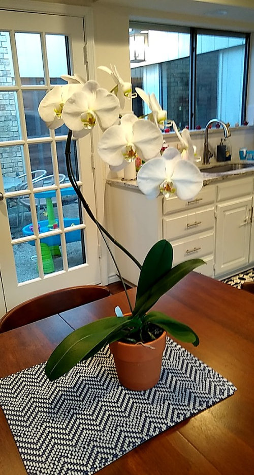 Newbie To Orchid - Help Please!