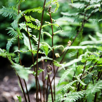 Fern 'Lady in Red'
