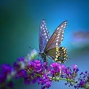 Sara Belle's photo