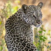laura chary's photo